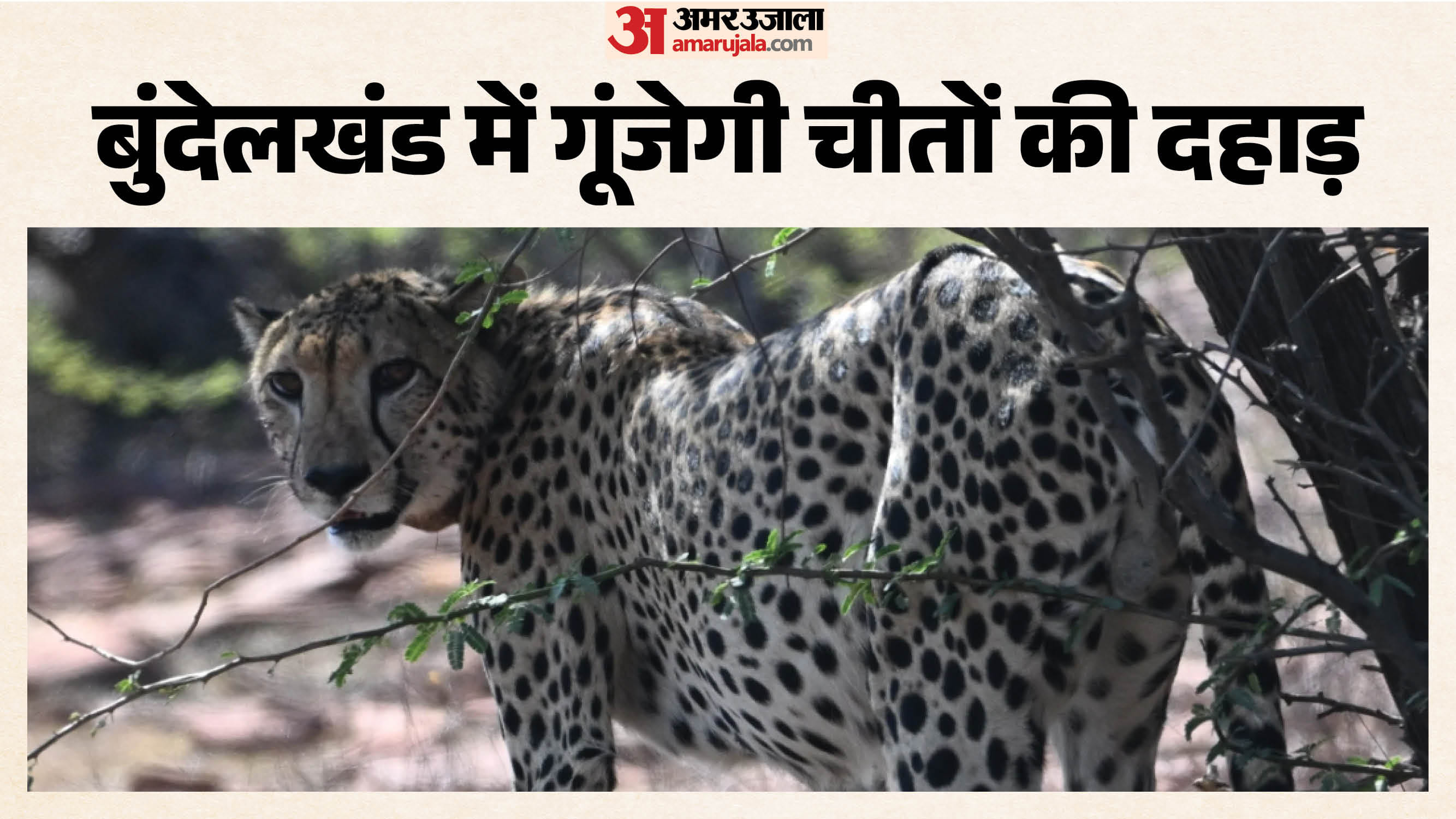 आज वीरांगना दुर्गावती टाइगर रिजर्व में सीएम छोड़ेंगे दो चीते