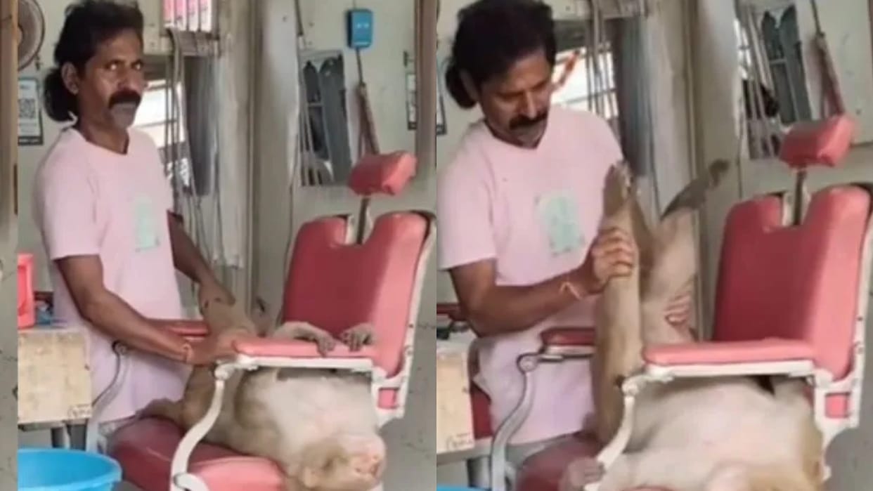 Monkey Enjoys a Relaxing Massage at Barber Shop Viral Video Leaves Internet in Splits