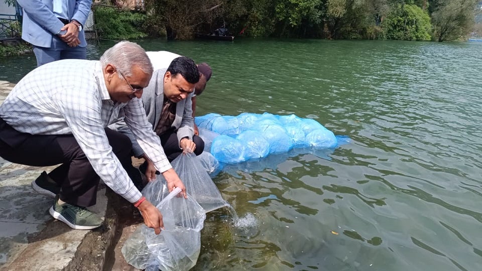 Slug Fish नैनीझील को मिला नया जीवन:पंतनगर विवि ने छोड़ीं 21 हजार मछलियों की तीन ...