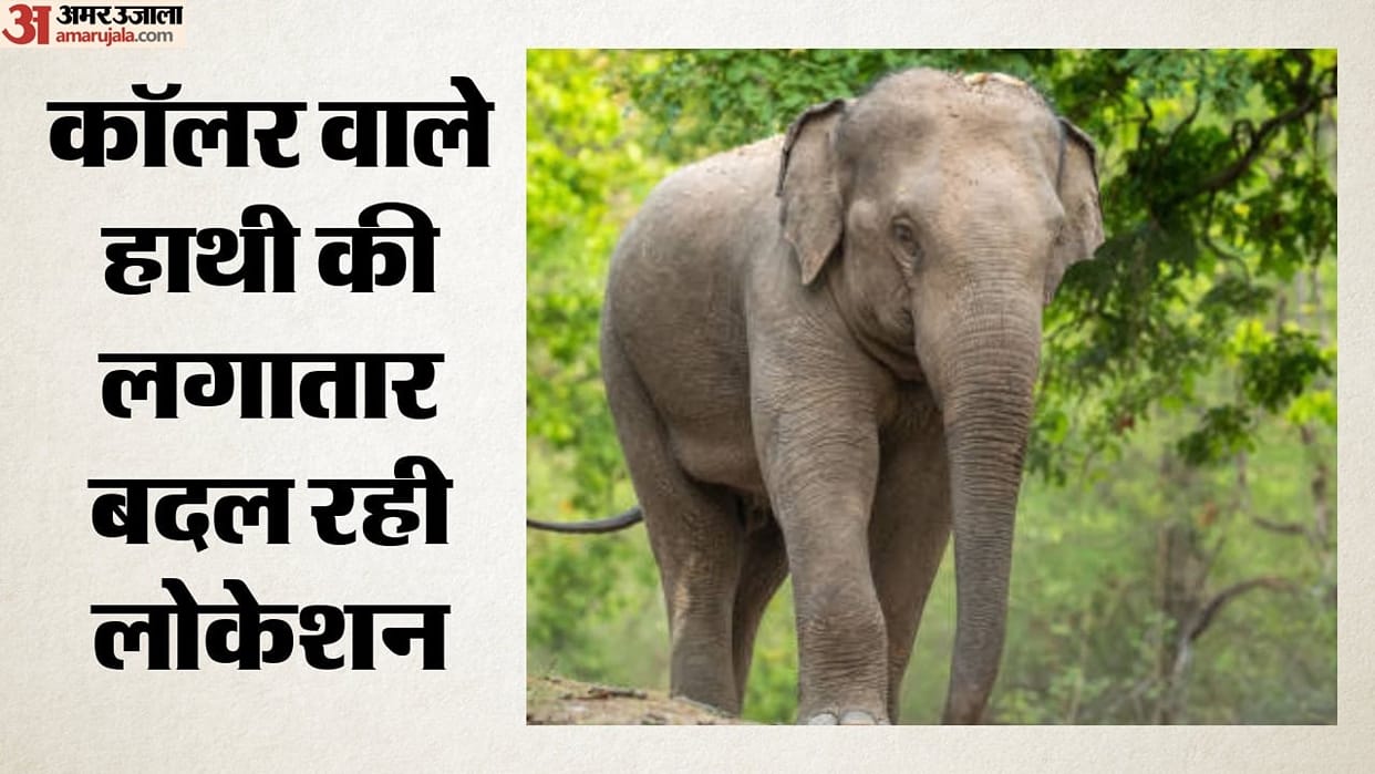Collared Elephant Travels Over 100 Km, Forest, Railway and Power Departments on Alert