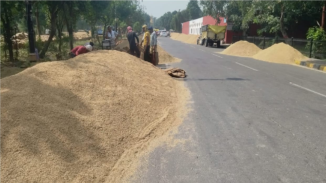 Deteriorating conditions in Haryana grain markets Paddy spills from roads to entrances of community halls