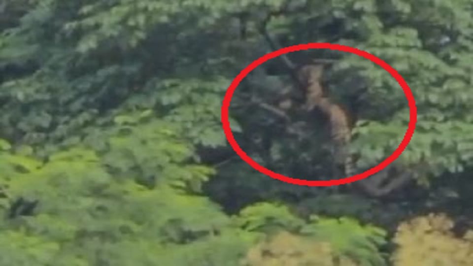 A leopard was spotted on a tree near Navodaya Vidyalaya Kaladhungi