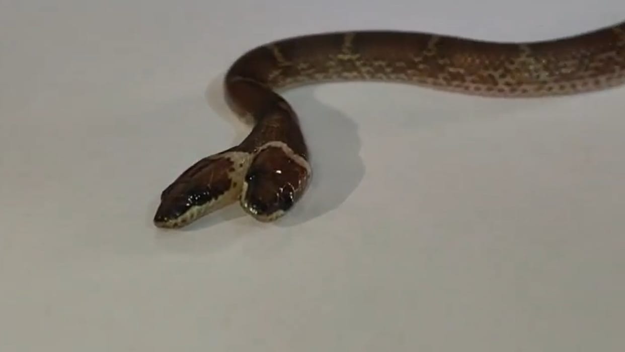 a rare  two headed snake rescued in dahod gujarat