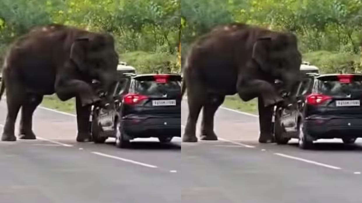 Wild Elephant Puts Foot on Moving Car Passengers Escape Terrifying Moment