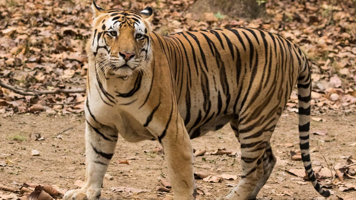 Bridges will be built for tigers in Udwa and Ganrad