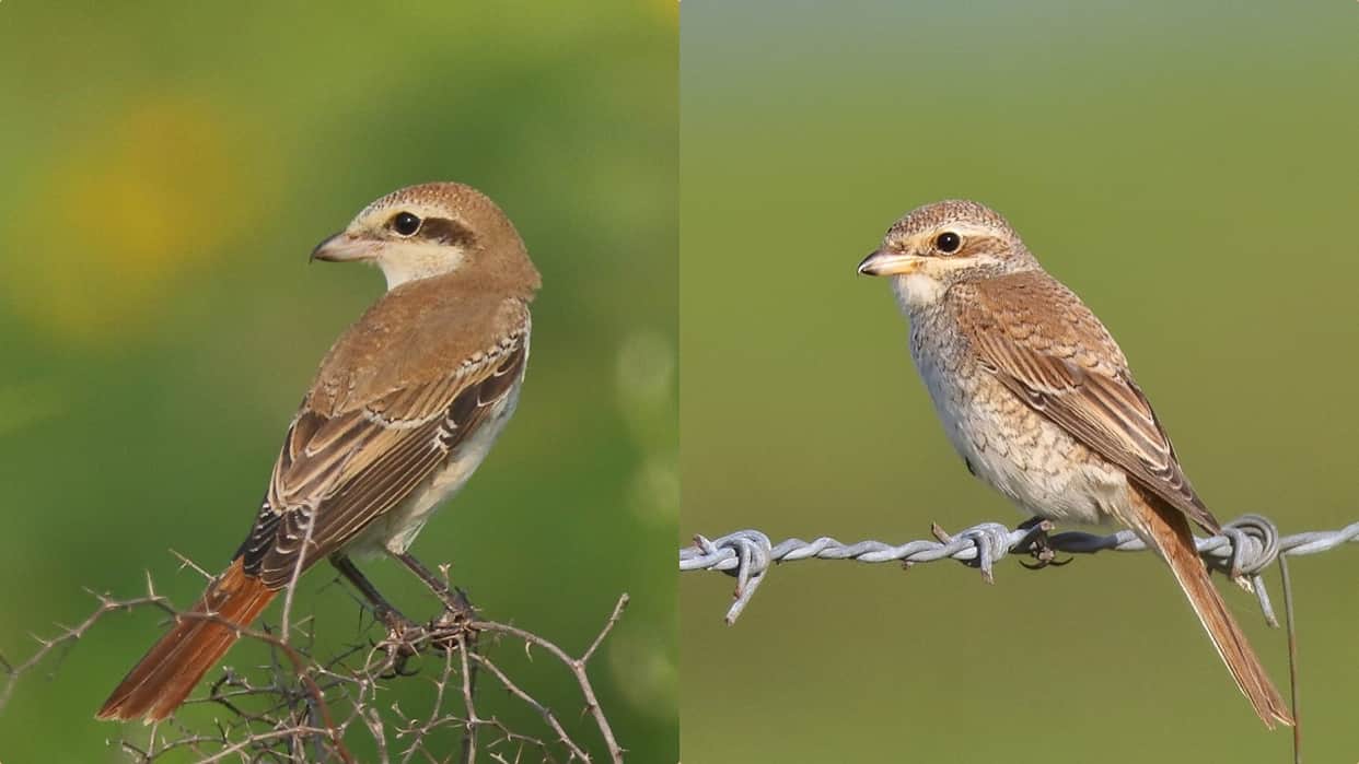 dr abhinav captures rare migratory birds in himachal pradesh