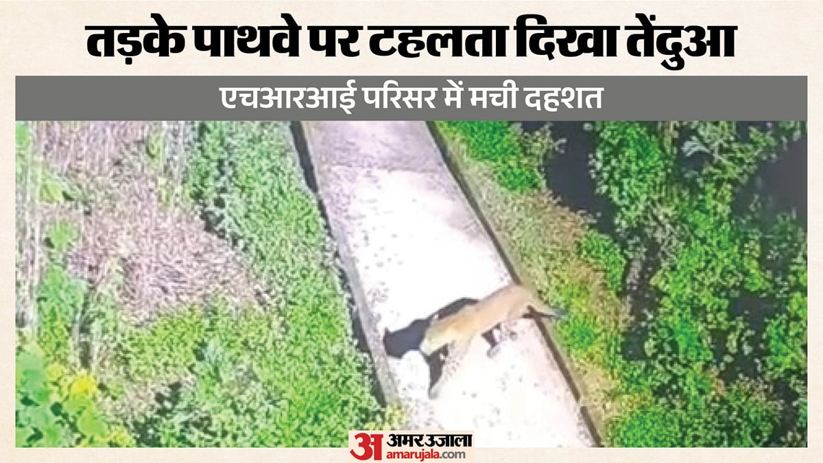 प्रयागराज : एचआरआई परिसर में फिर दिखा तेंदुआ, सीसीटीवी में कैद हुई तस्वीर, दहशत