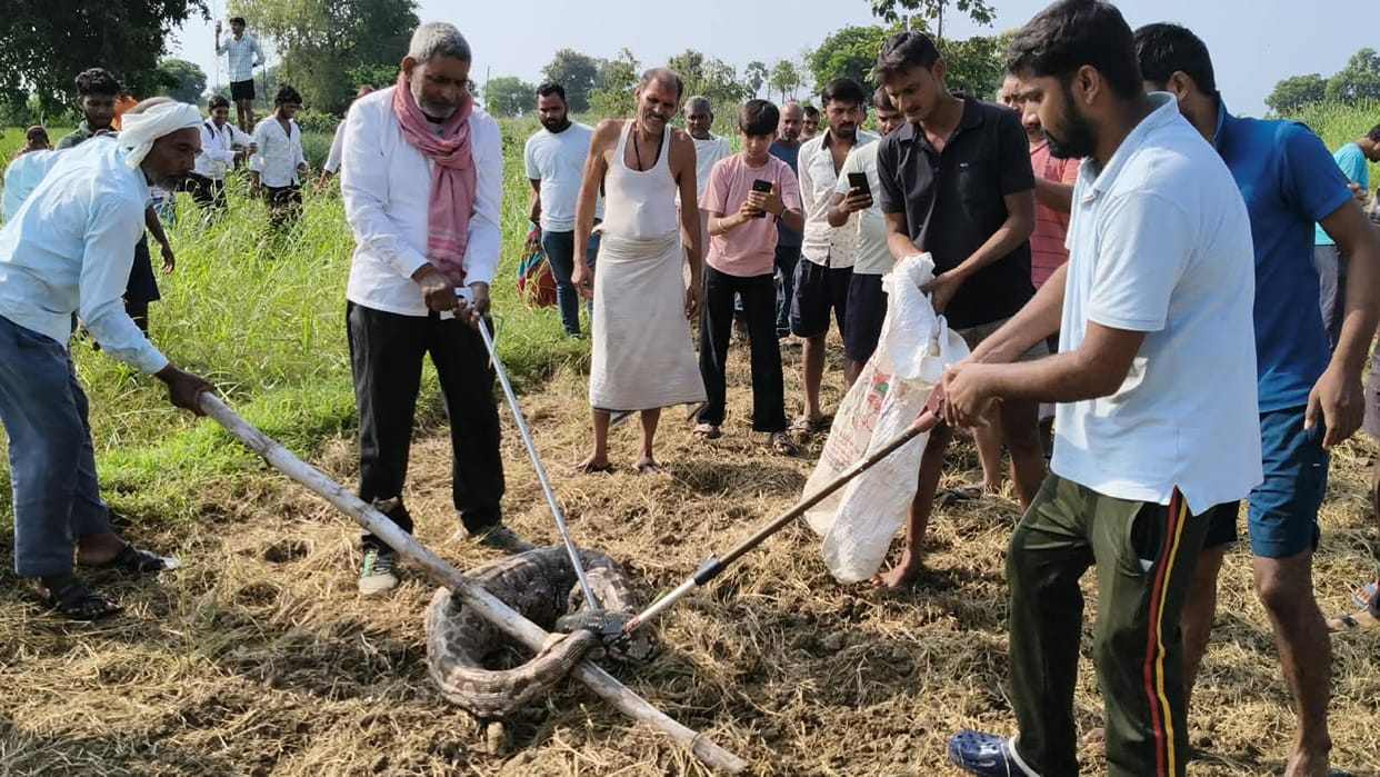 python found lying in field in Ghazipur after swallowing a nilgai calf