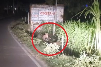 हापुड़: पावटी के जंगल में दिखे तीन तेंदुए, कार की रोशनी पड़ते ही जंगल की ओर भागे, वन विभाग ने शुरू की जांच