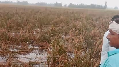 बारिश से धान की फसल को हुआ नुकसान