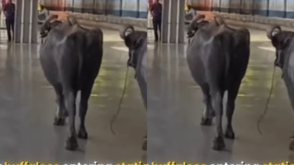 Two Buffaloes Roam Inside Rani Kamalapati Railway Station, Video Goes Viral