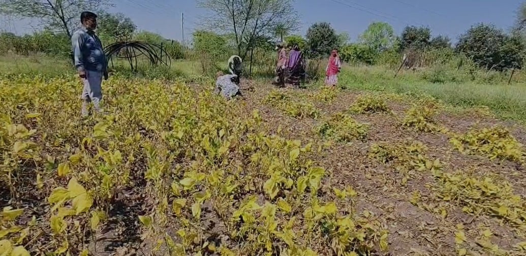 एमपी के 12 जिलों में 20 से 59% कम बारिश: सोयाबीन-मक्का पर मार, किसान बोले- गेहूं की जगह चना लगाने की नौबत
