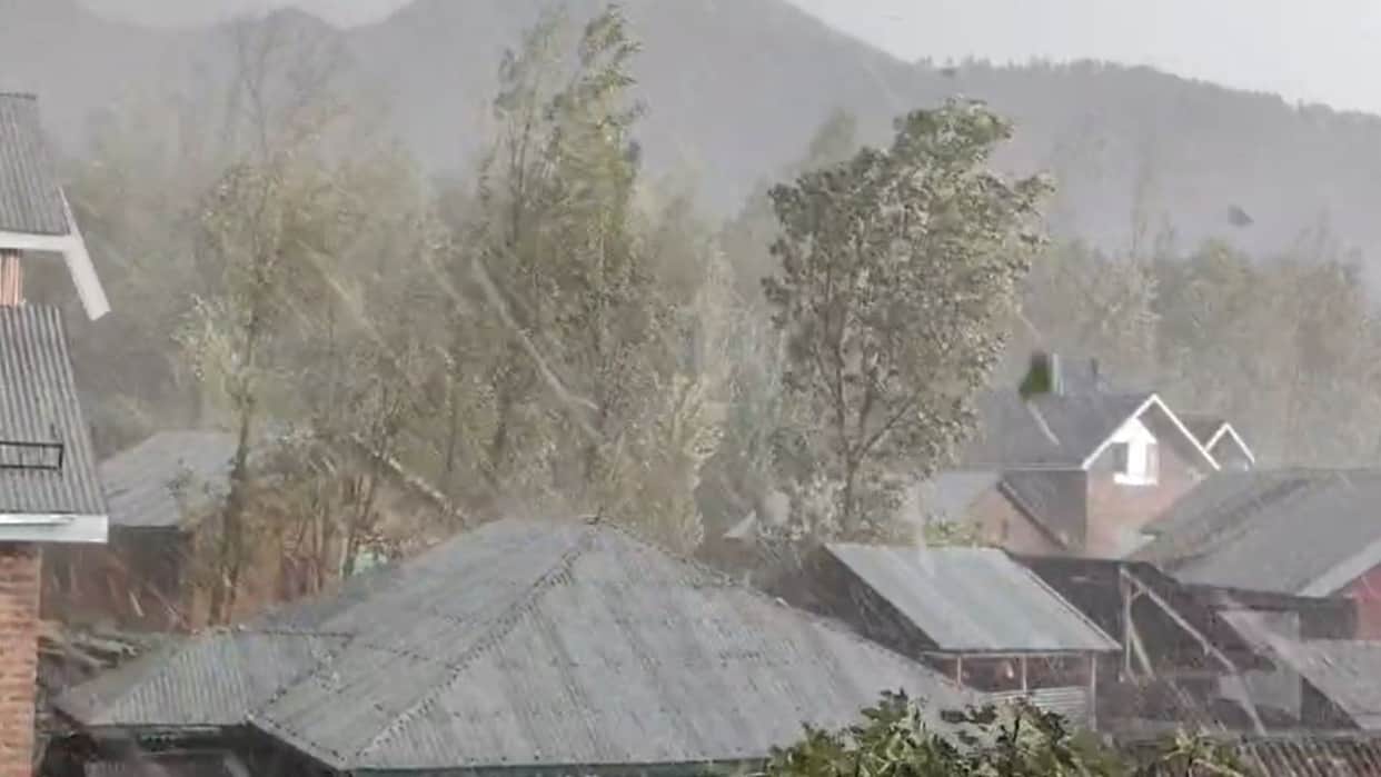 Apple orchards damaged by hailstorm and rain in Bandipora.