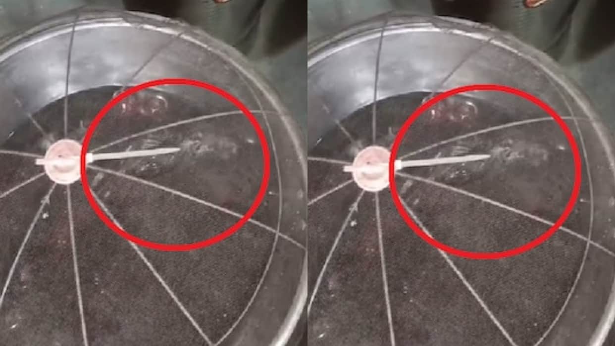 Rat Spotted in Gulab Jamun Container at Maharashtra Sweet Shop FDA Begins Investigation