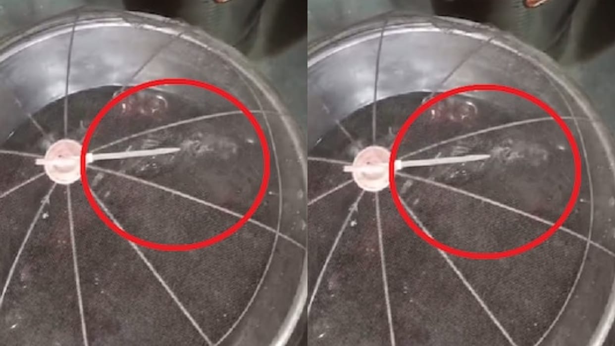 Rat Spotted in Gulab Jamun Container at Maharashtra Sweet Shop FDA Begins Investigation