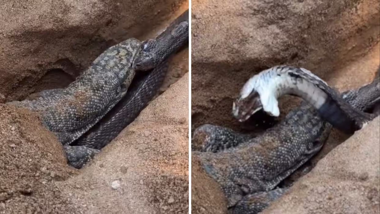 Monitor Lizard Grabs Snake in Viral Video Intense Battle Leaves Social Media Users Stunned