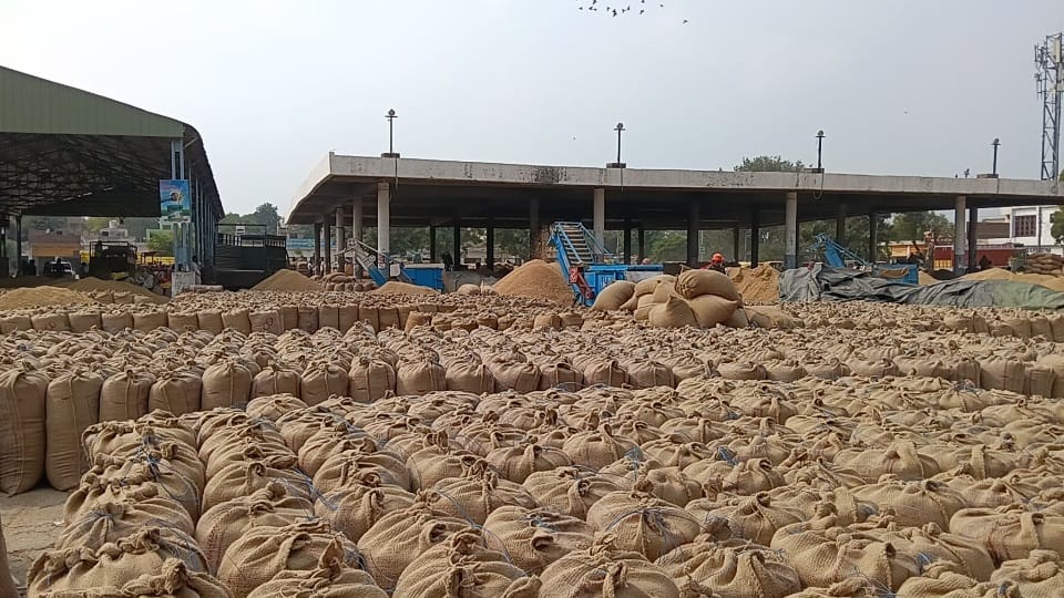 Slow lifting of paddy in Punjab mandis Lack of space inclement weather heighten farmers concerns about crop