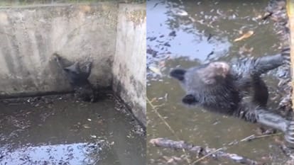 पानी के टैंक में गिरा भालू का शावक