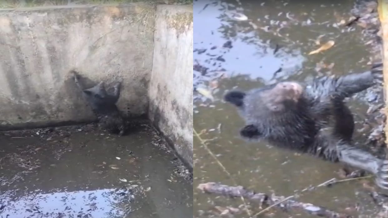 Himachal: Bear cub falls into water tank; Forest Department rescues it safely – watch video.