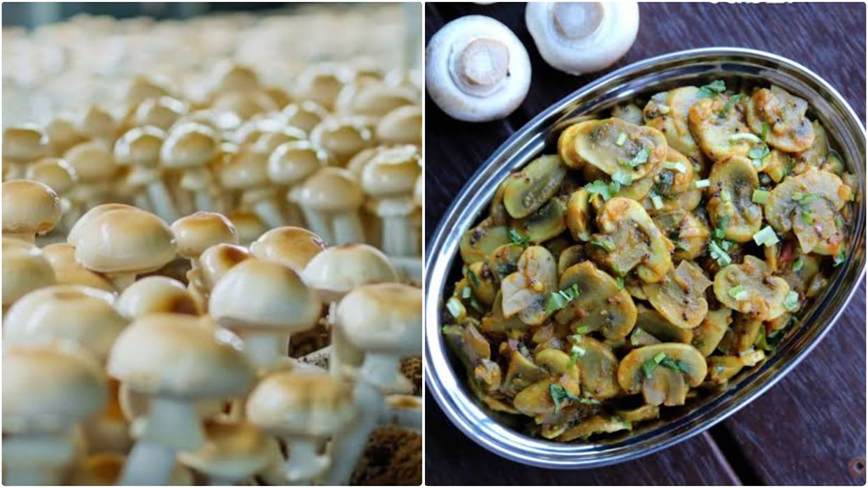 Eat mushrooms this way to boost nutritional benefits; potential advantages for brain, immune, and heart health