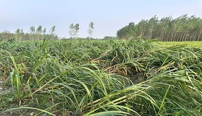 केलाखेड़ा गांव भव्वा नगला में खेत में आंधी और बारिश से गिरी गन्ने की फसल।