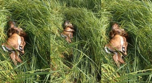 Fatehpur A massive python emerged in a paddy field in Pahadpur village and swallowed a nilgai calf