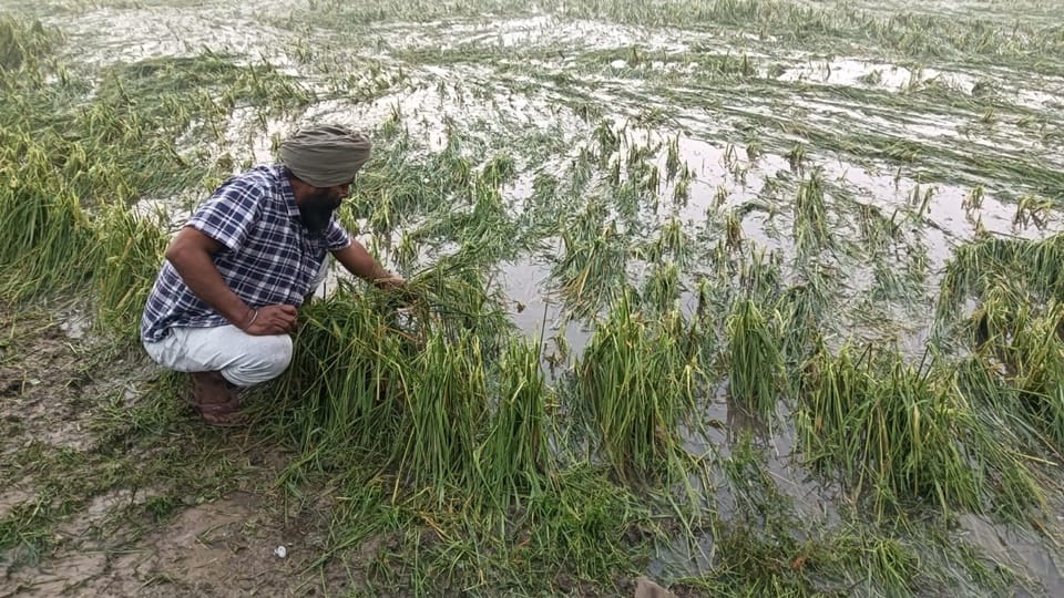 Storms, rain, and hailstorms in Moradabad division caused heavy crop damage, with one person killed Sambhal