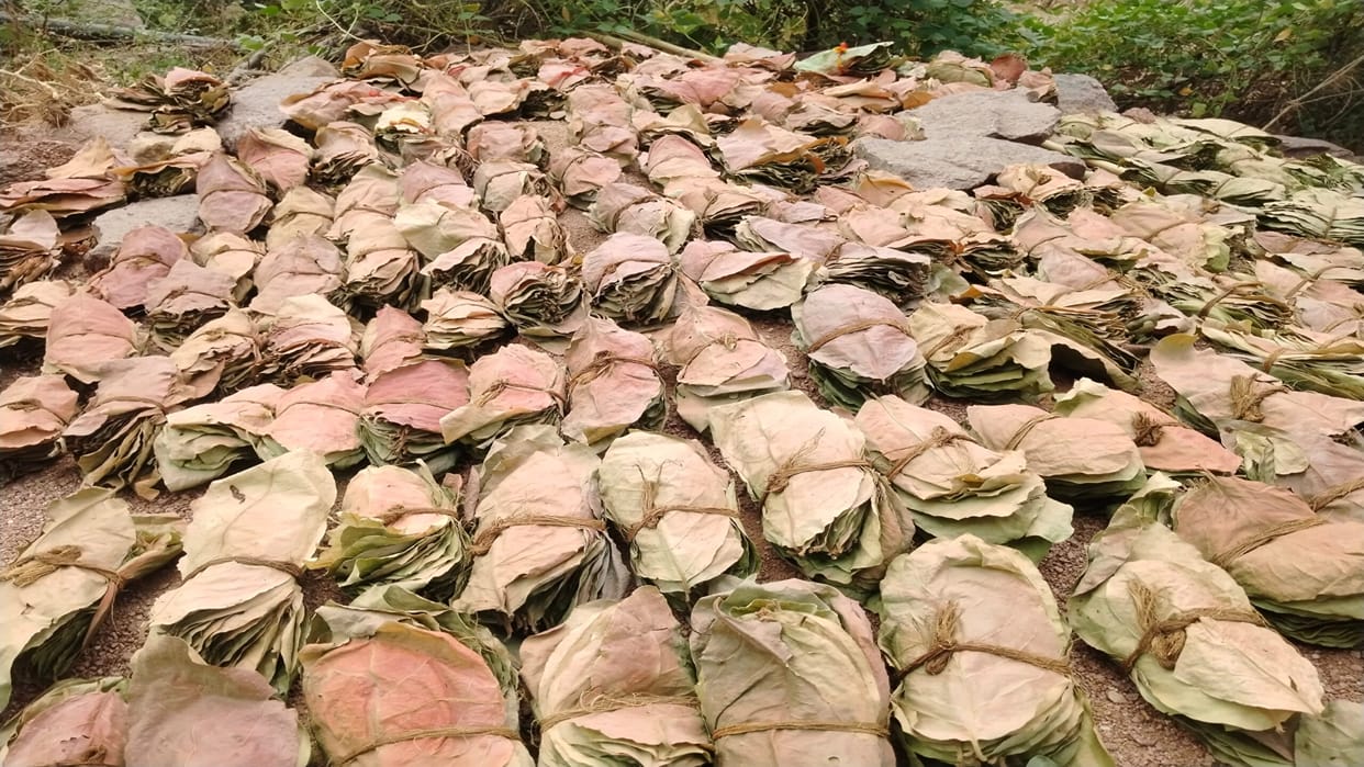 12 sacks of tendu leaves seized from Durg-Nautanwa Express; three people arrested.