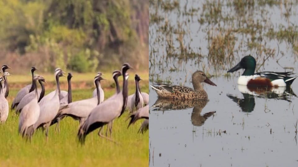 Over 100 Migratory Bird Species Flock to Agra’s Wetlands