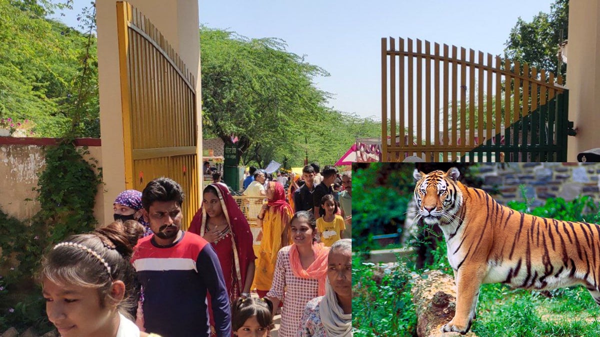 अलवर: छह महीने बाद खुला करणी माता मंदिर का रास्ता, बाघिन और दो शावकों की मौजूदगी के बीच अलर्ट