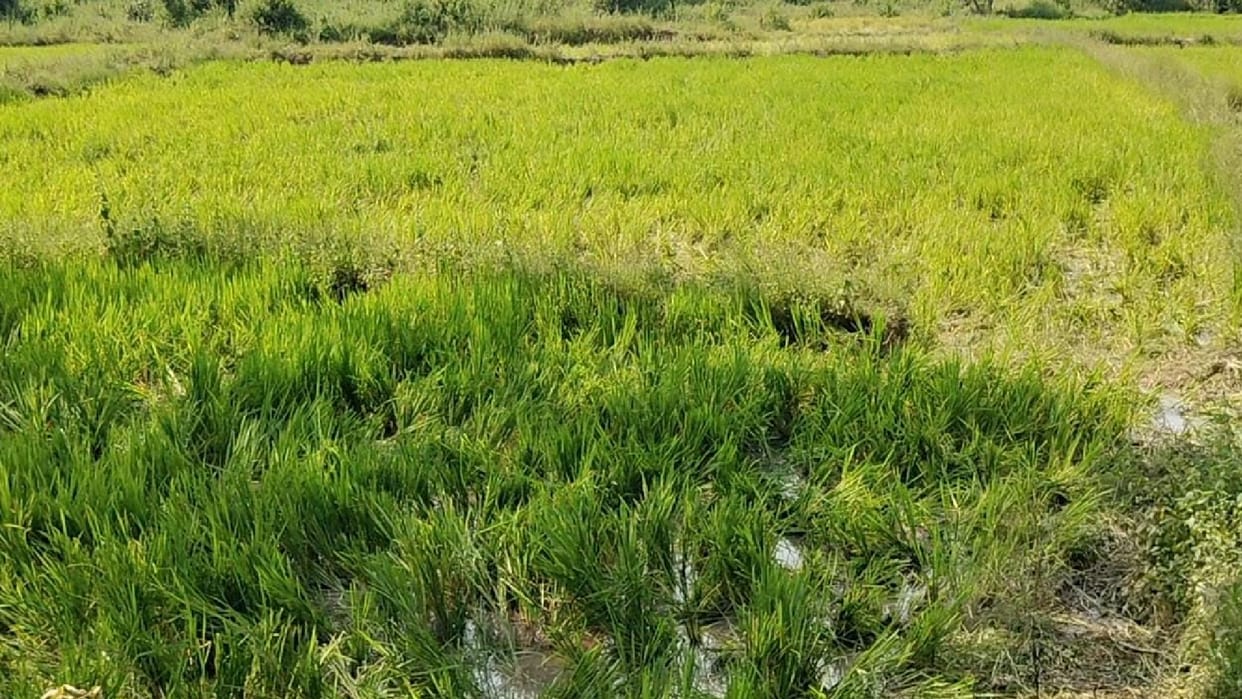 A herd of 52 elephants is moving between the Pasan area of Korba and the Pendra forest range of GPM...Crops