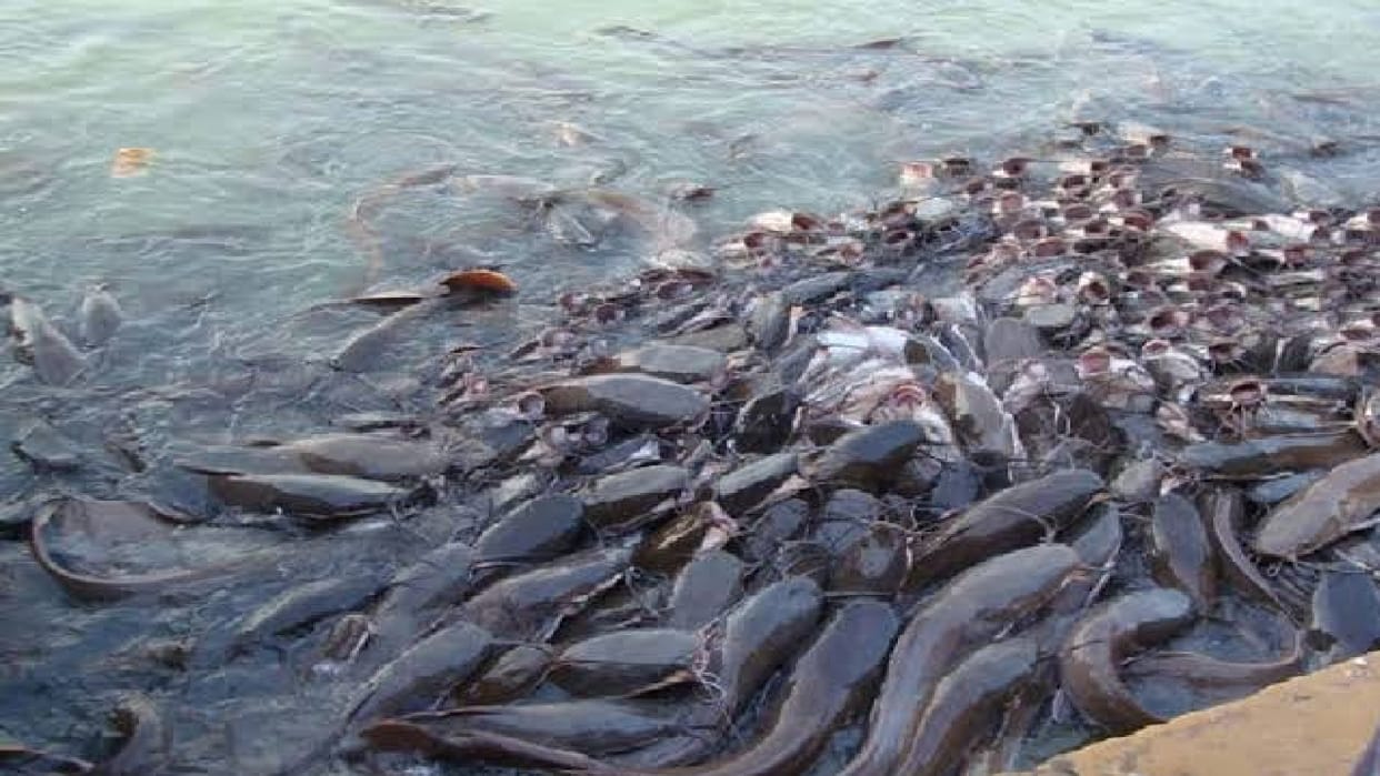Banned Thai Mangur fish being transported via trains, special team formed to stop it
