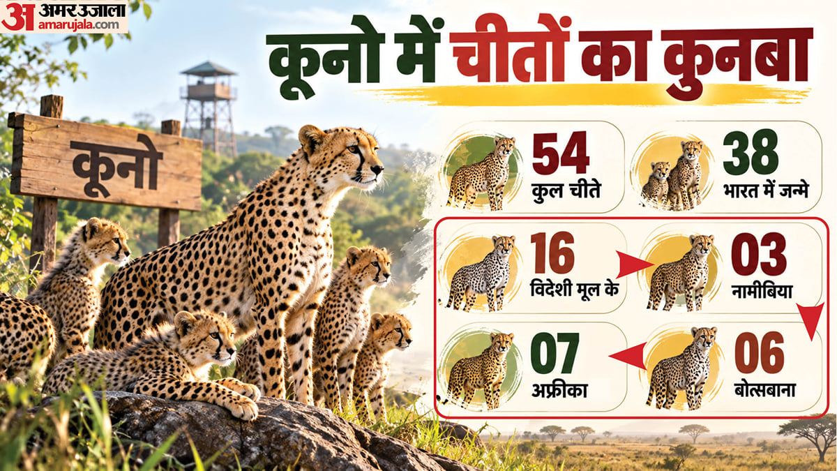 अच्छी खबर: कूनो में भारत में जन्मे चीतों की संख्या विदेशी चीतों से अधिक, कुल 54 में से 38 भारतीय मूल के