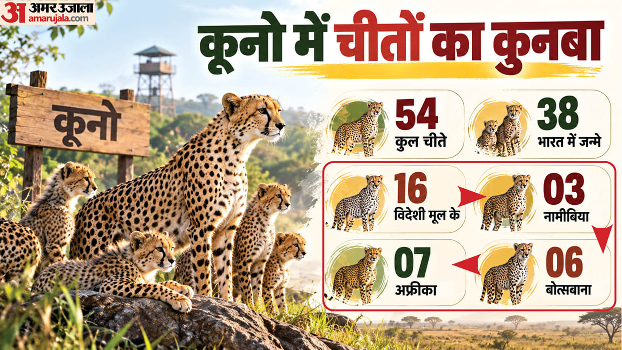 kuno national park indian born cheetahs outnumber foreign cheetahs 54 cheetahs