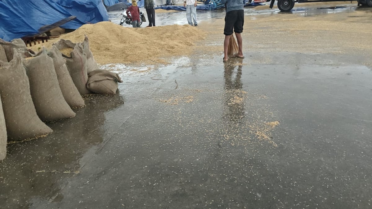 हरियाणा में मौसम बदला: कई जिलों में अचानक बारिश से मंडियों में भीगा धान, प्रशासन के इंतजामों की खुली पोल