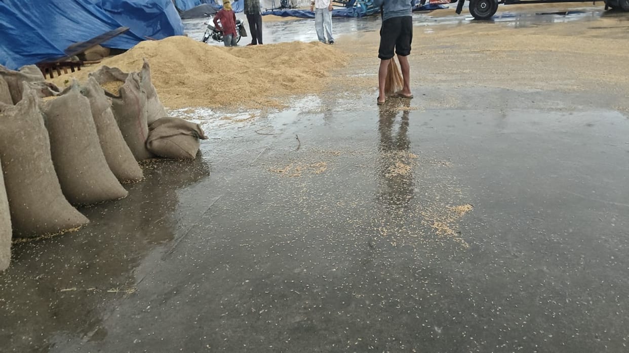 Weather changes in Haryana: Sudden rain across several districts soaks paddy in market yards