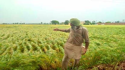Rain in Punjab soaks paddy stored in mandis