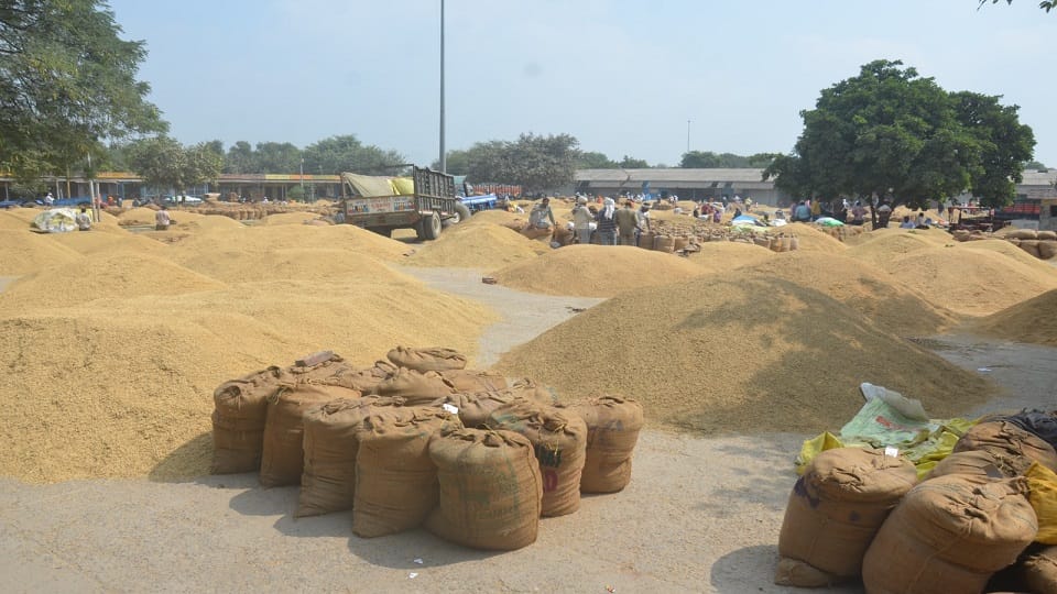 Aligarh Dhanipur Mandi Paddy Sale Chaos