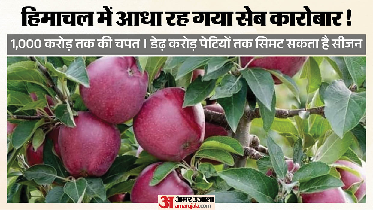 Himachal Pradesh apple season 2026 1.5 crore boxes 1000 crore loss 2.65 crore boxes last year