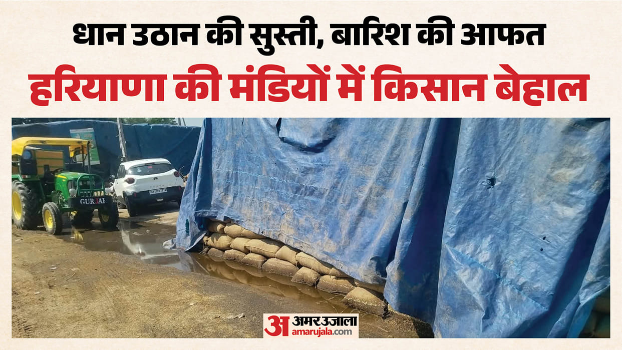 Crisis for paddy crop in Haryana Sacks stored in mandis get wet farmers distressed by slow lifting