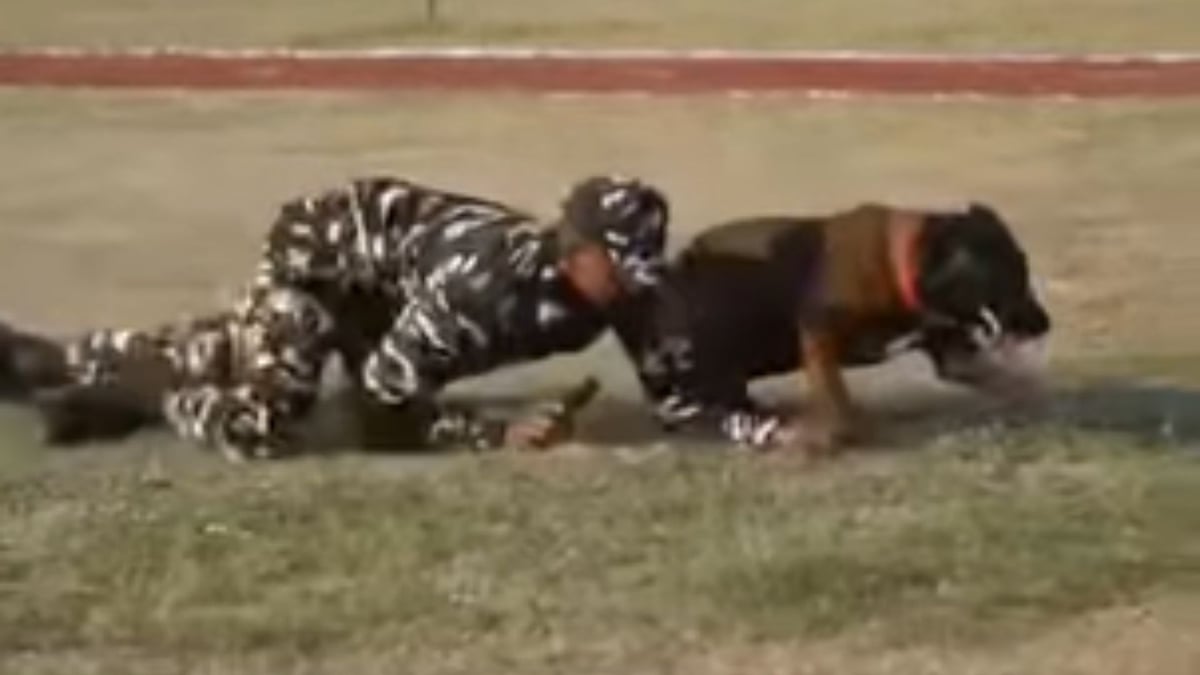 एसएसबी डॉग प्रतियोगिता: अलवर अव्वल, एक्सप्लोसिव में पटना और नारकोटिक्स श्रेणी में रानीखेत विजेता