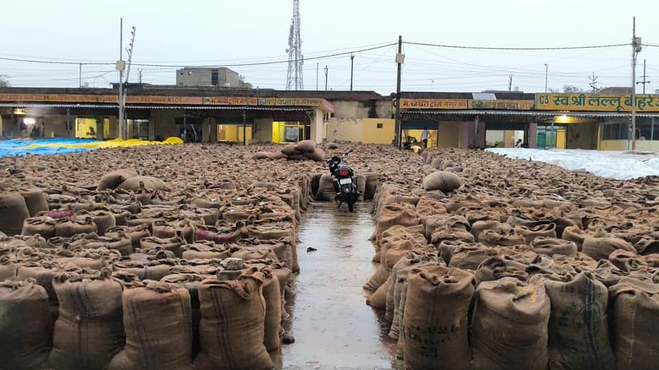 Rain soaks paddy in mand