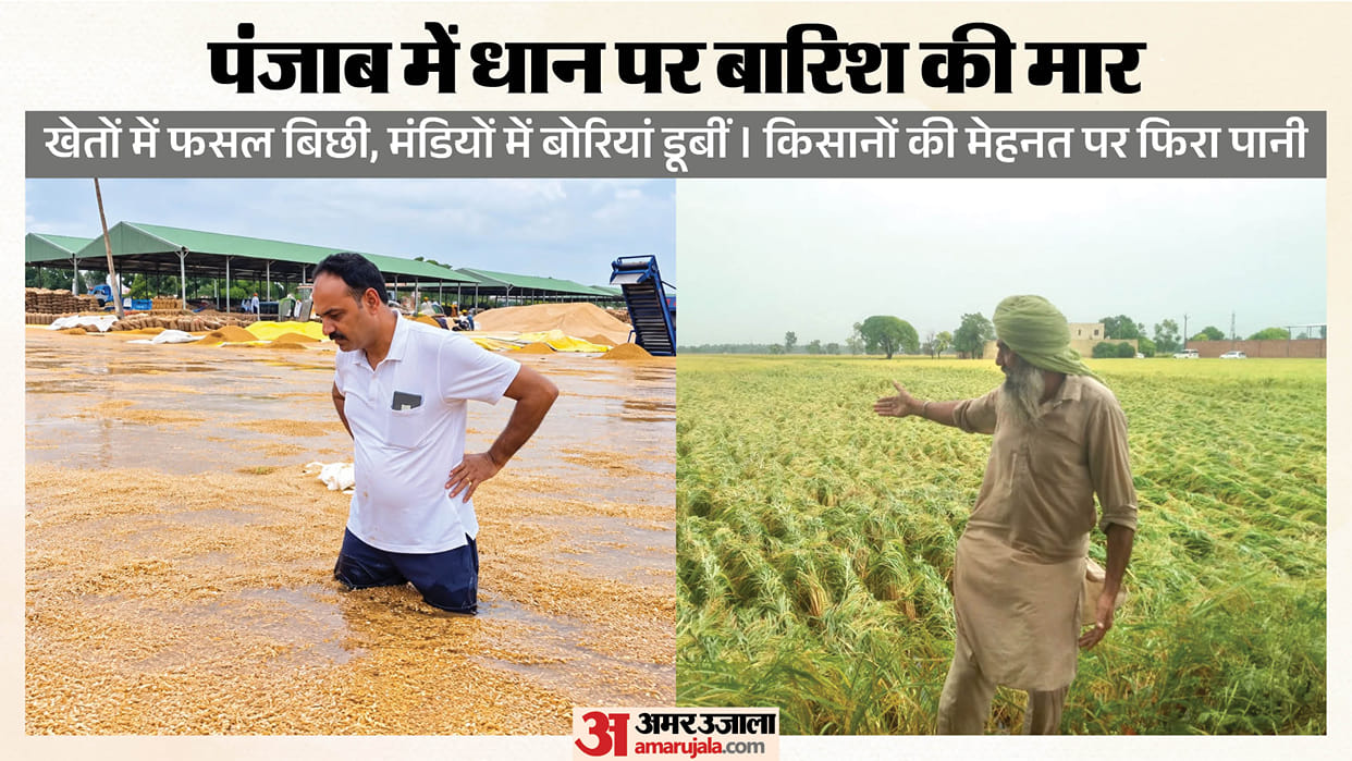 Rain disrupts Punjab paddy operations fields submerged mandis overflowing crop await lifting
