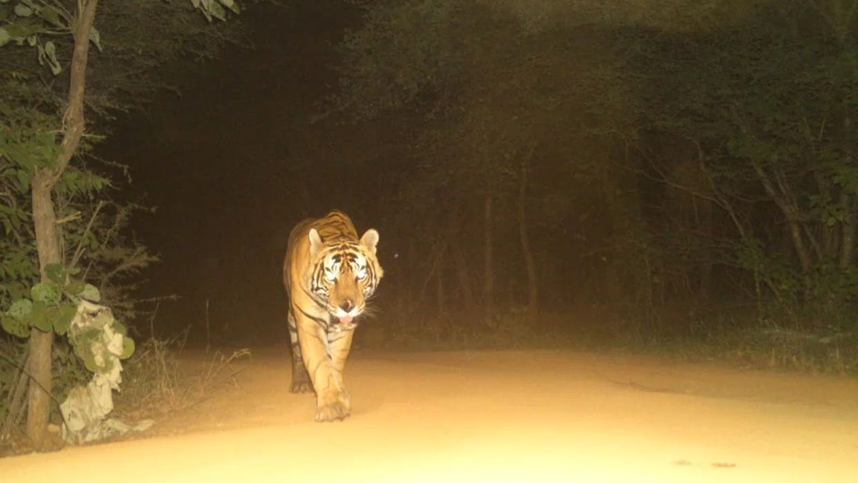 Ranthambore Tiger T108 Jai Health Update Forest Department Monitoring Injury