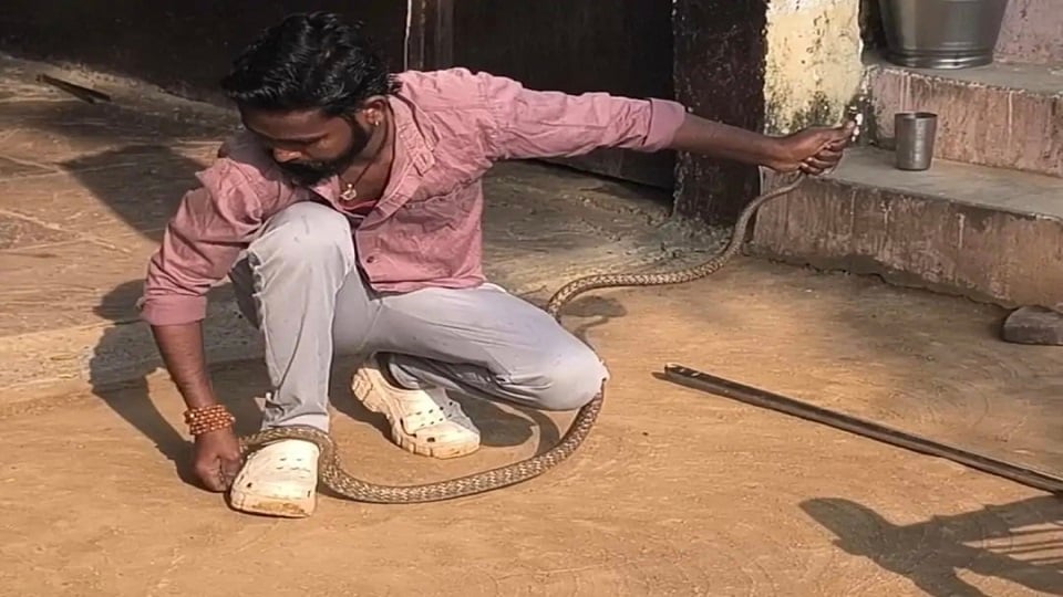 बिसावर: घर में निकला सांप, अनाज की टंकी के नीचे जा छिपा, मची अफरा-तफरी
