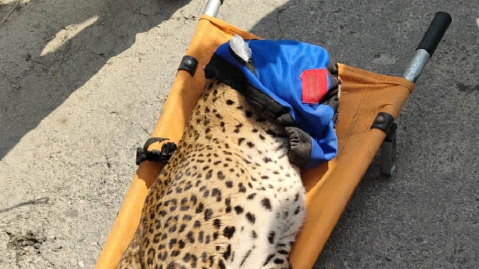 Leopard entered the house, woman locked it in Betalghat garampani