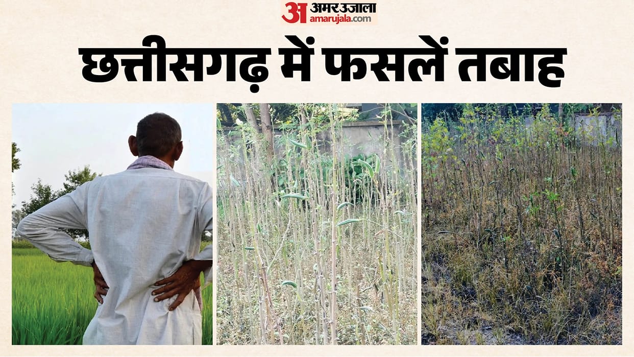 Crops devastated in Chhattisgarh: Farmers face a double whammy from weather due to heavy rains