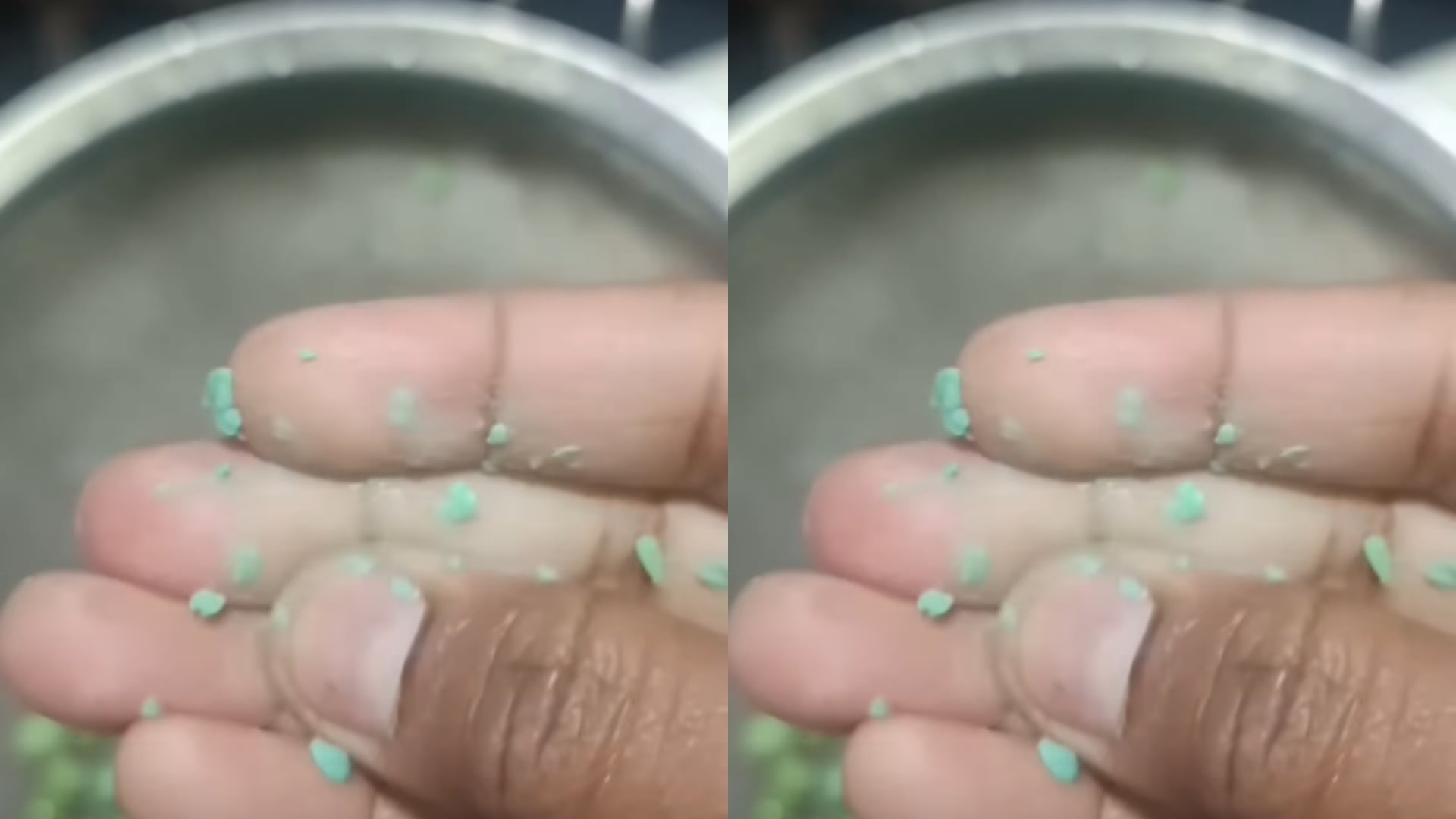 Viral Video Claims Green Peas Are Adulterated Colour Comes Off When Rubbed Video goes Viral