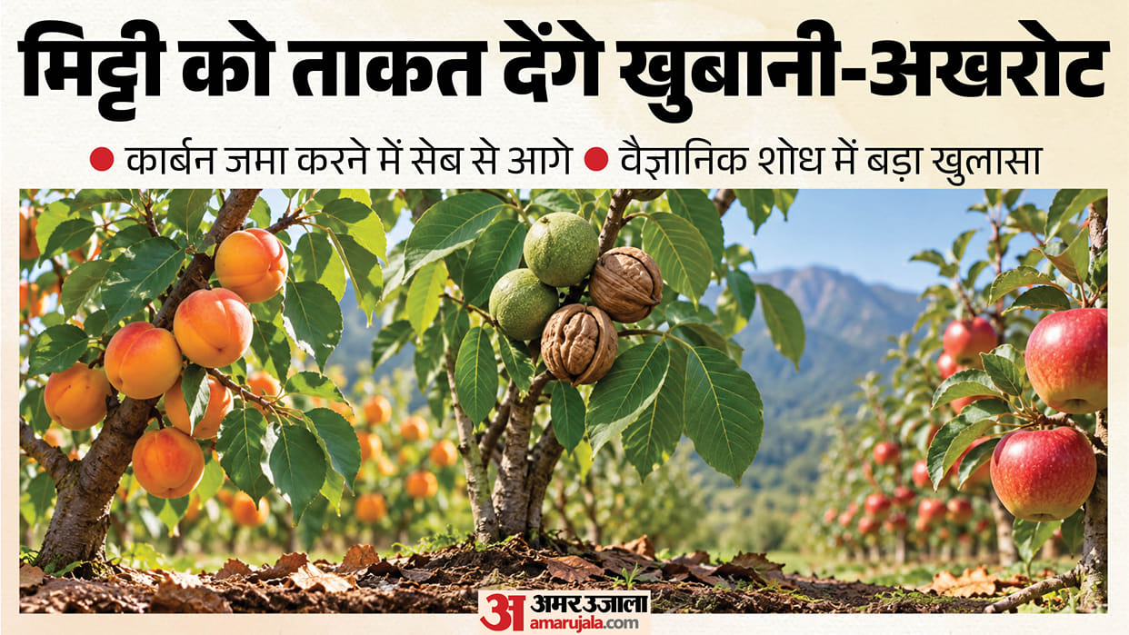 apricot walnut orchards soil carbon storage study