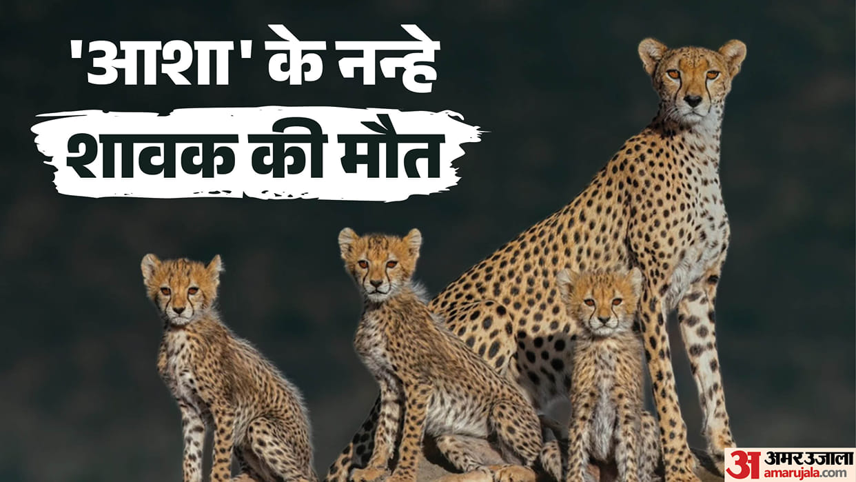 Madhya Pradesh: 28 Cheetahs Die in Kuno, 7 This Year; Aasha’s 8-Month-Old Cub Also Dies